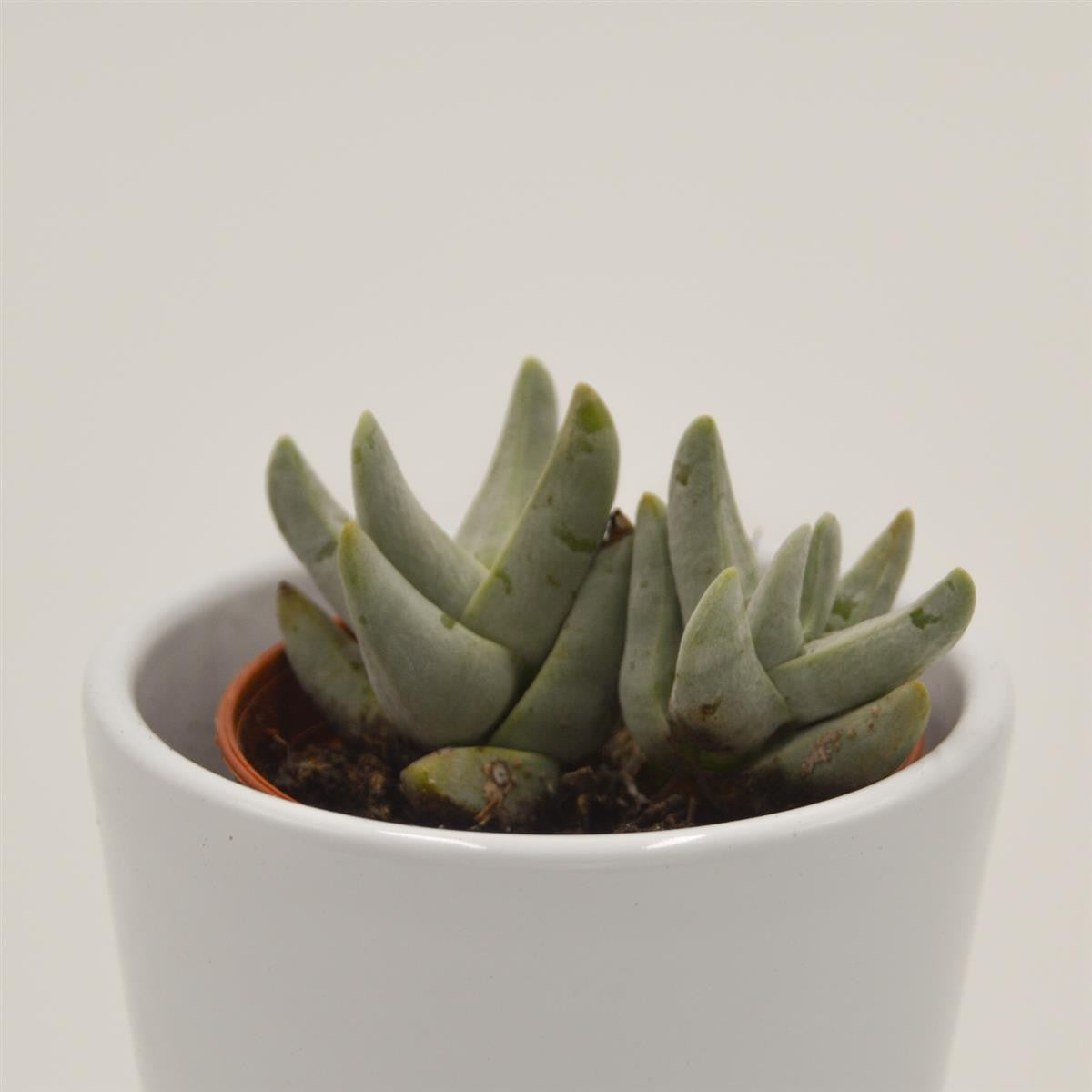 pasiora-crassula-cornuta-sukkulente-5-5cm-topf image 1