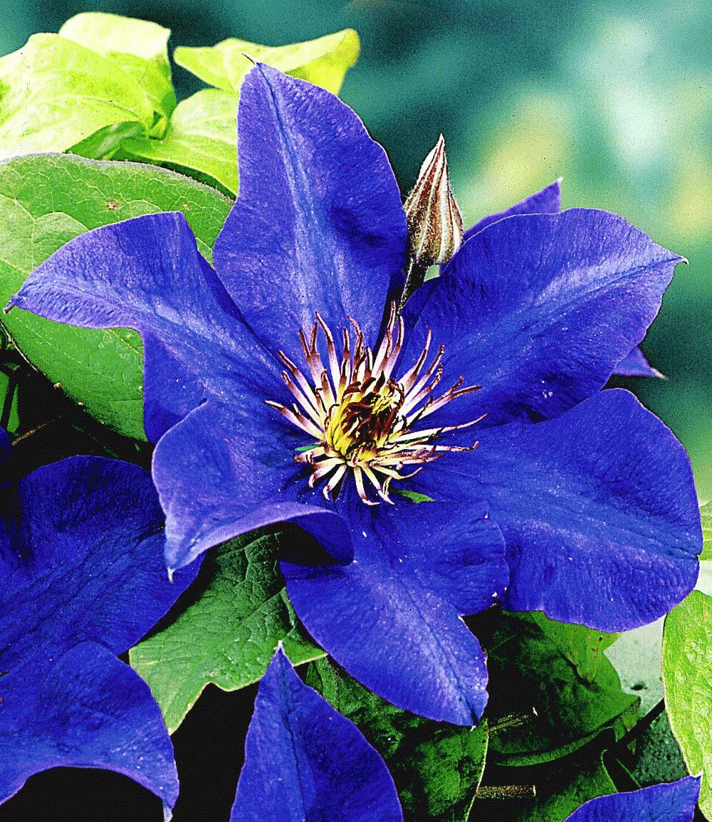 baldur-garten-blaue-clematis-the-president-waldrebe-im-9x9-cm-topf image 2