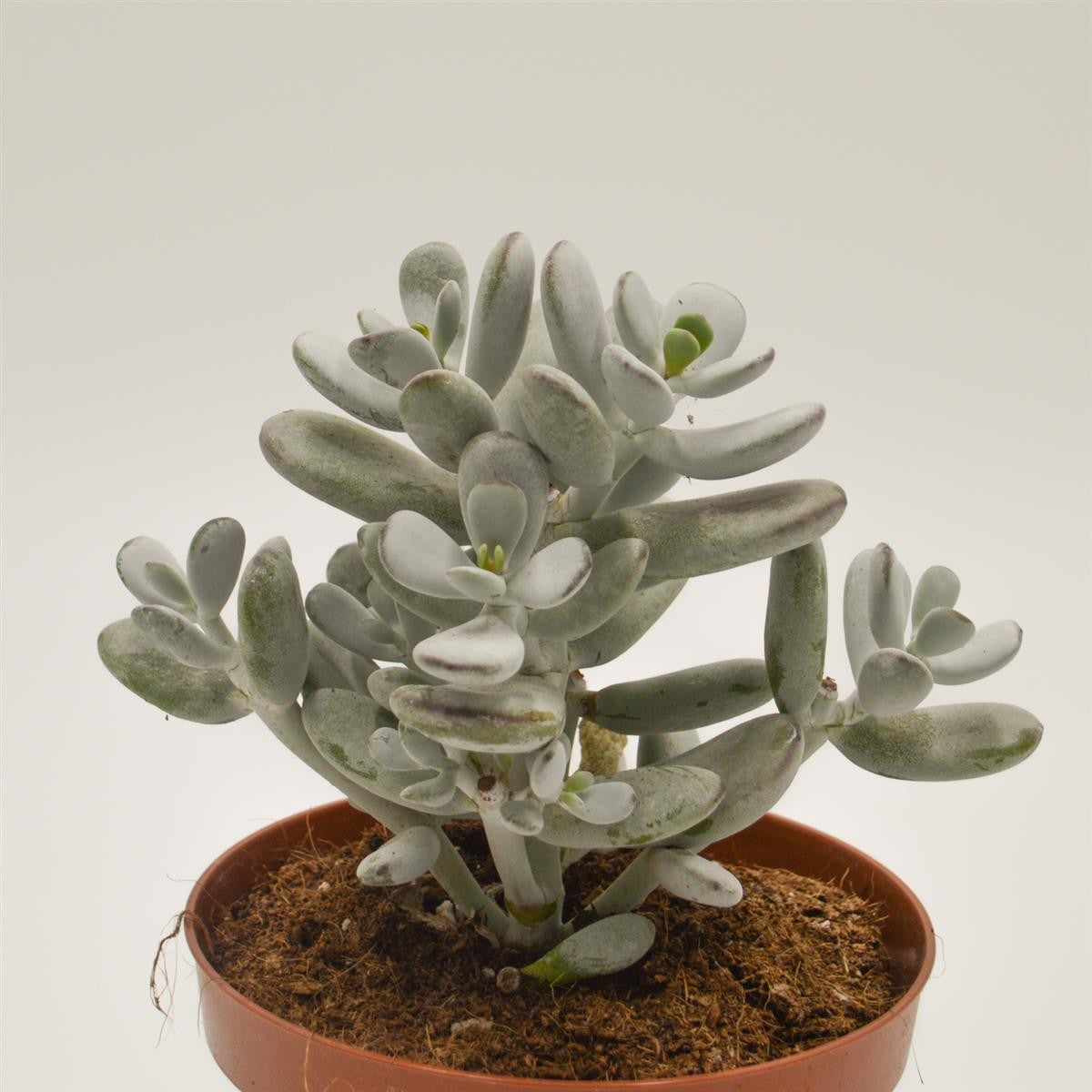 pasiora-cotyledon-orbiculata-higginsiae-sukkulente-13cm image 2