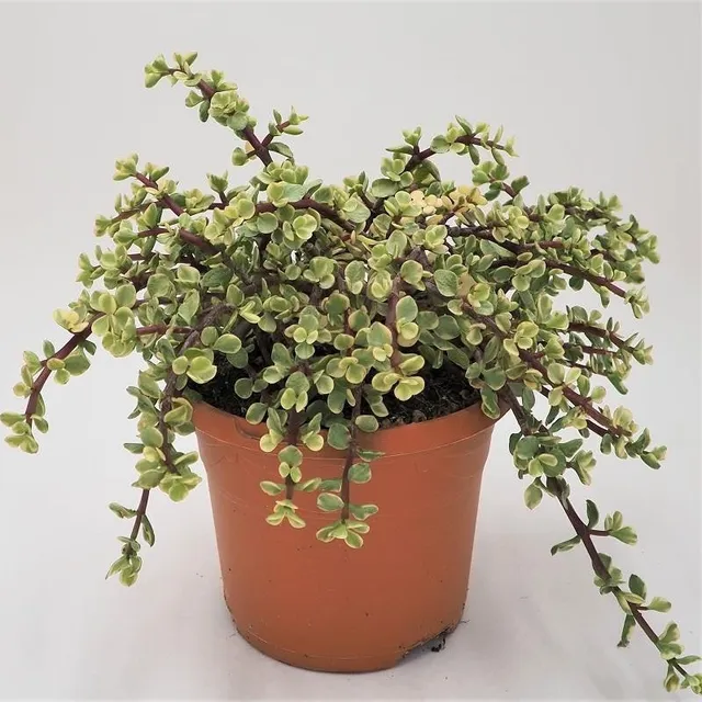 pasiora-portulacaria-afra-variegata-sukkulente-17cm-topf image 1