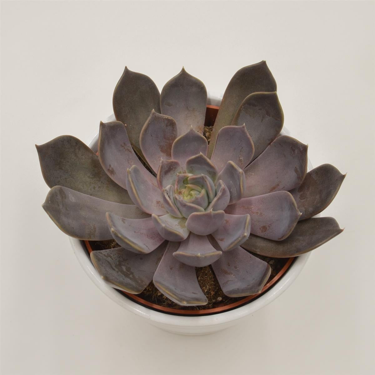 pasiora-echeveria-joost-sukkulente-12cm-topf image 2