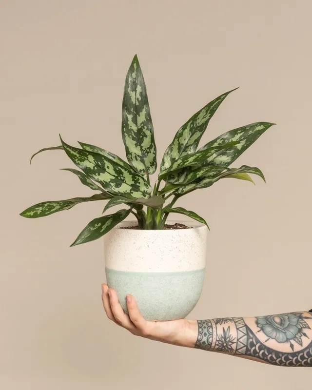 feey-aglaonema-maria-zimmerpflanze image 1