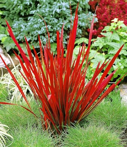 baldur-garten-winterhartes-gr-serbeet-18er-set-im-9x9-cm-topf image 8