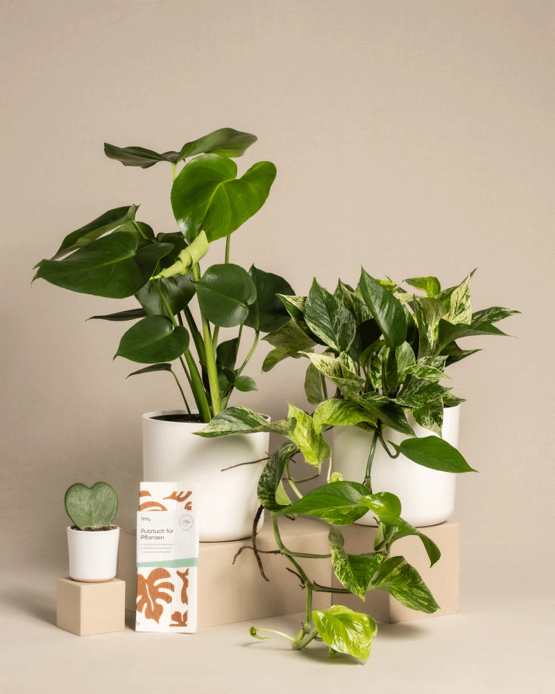 feey-me-time-bundle-monstera-efeutute-marble-queen-set image 7