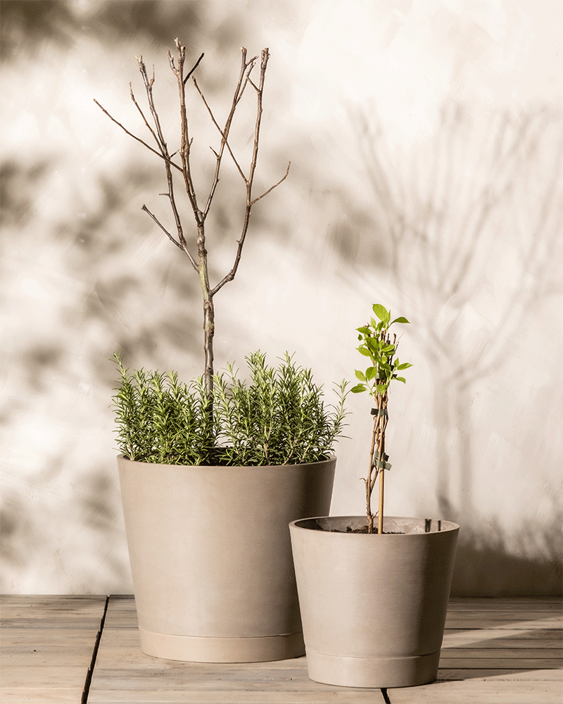 feey-essbares-sonnen-set-mini-kiwi-issai-apfelbaum-summerred-patio-rosmarin image 5
