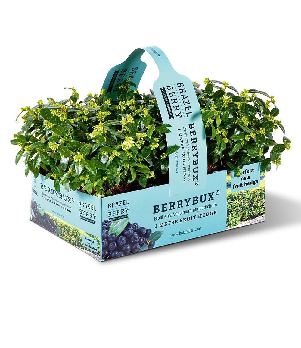 baldur-garten-berrybux-heidelbeer-hecke-3-pflanzen-im-10-5-cm-topf image 5