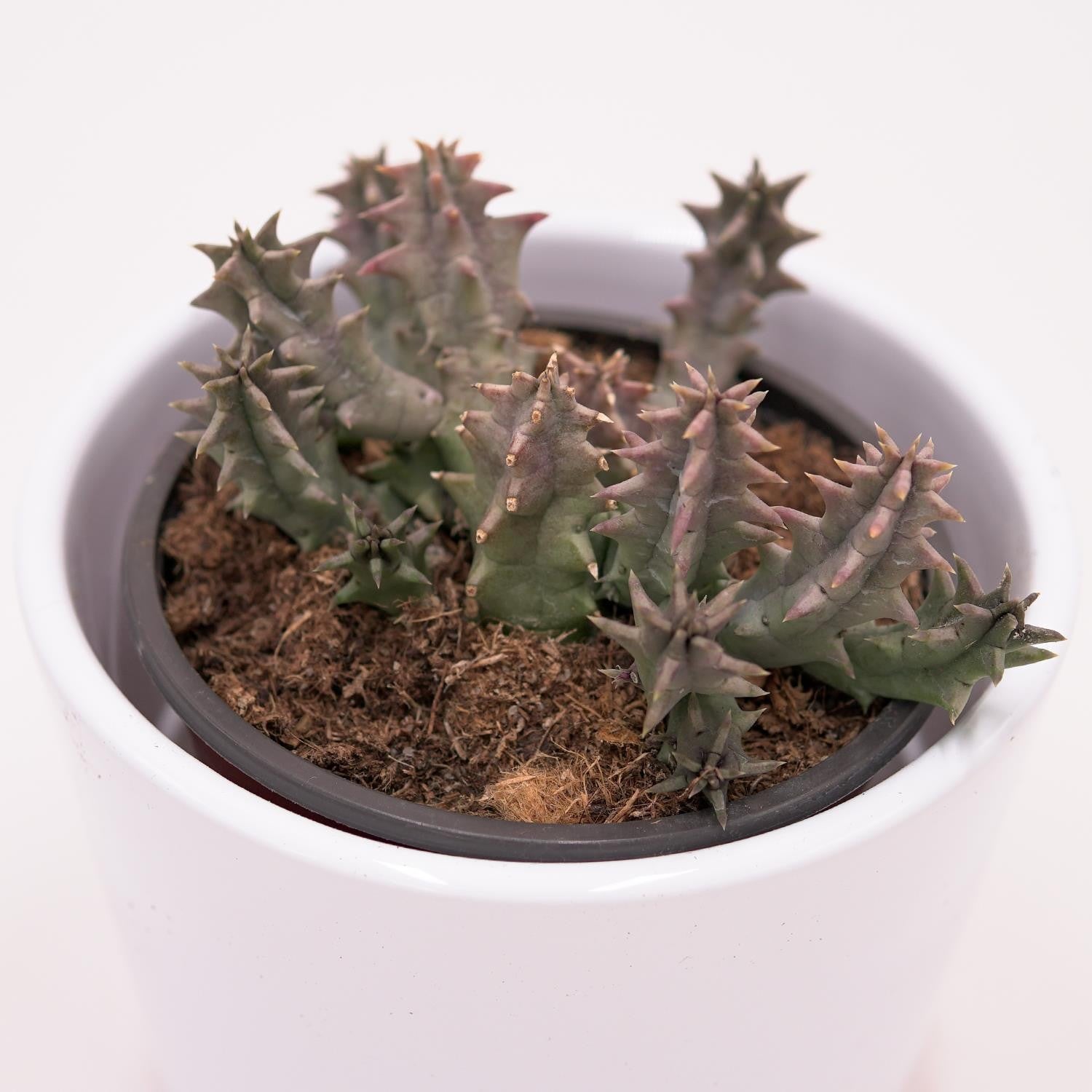 pasiora-huernia-confusa-aasblume-sukkulente-8-cm-topf image 6