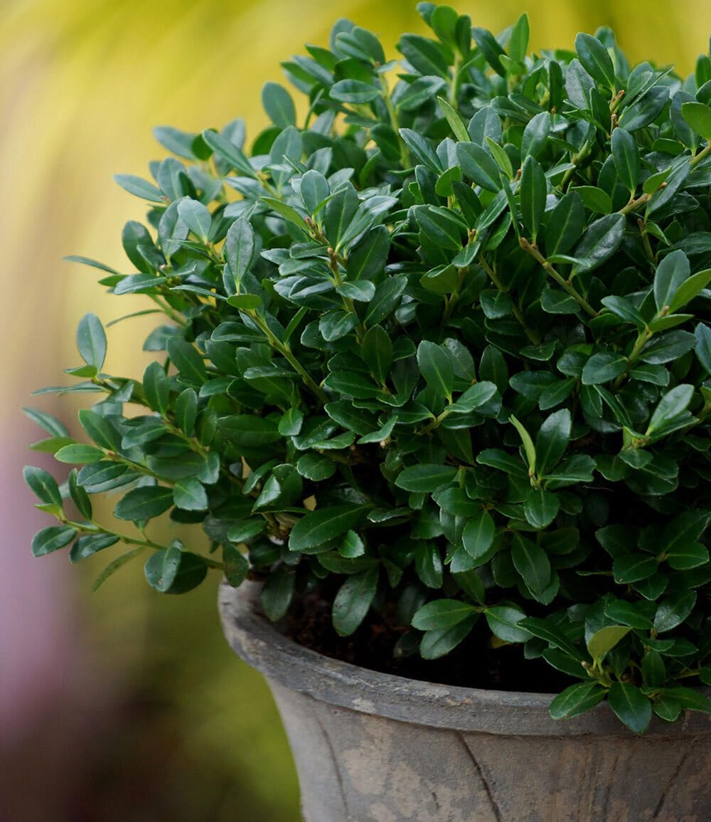 baldur-garten-ilex-crenata-luxus-globe-buchs-ersatz-im-9x9-cm-topf image 3