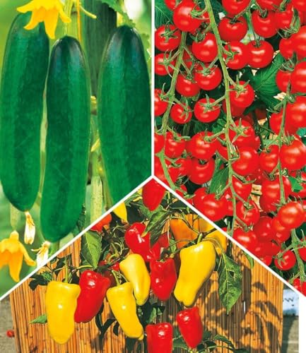 baldur-garten-snack-gem-se-kollektion-8-pflanzen-im-10-5-cm-topf image 7