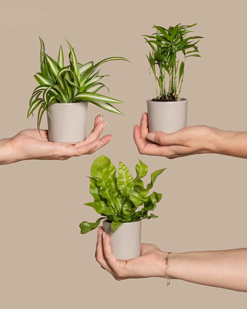 feey-ungiftige-babypflanzen-3er-set-gr-nlilie-nestfarn-bergpalme image 1