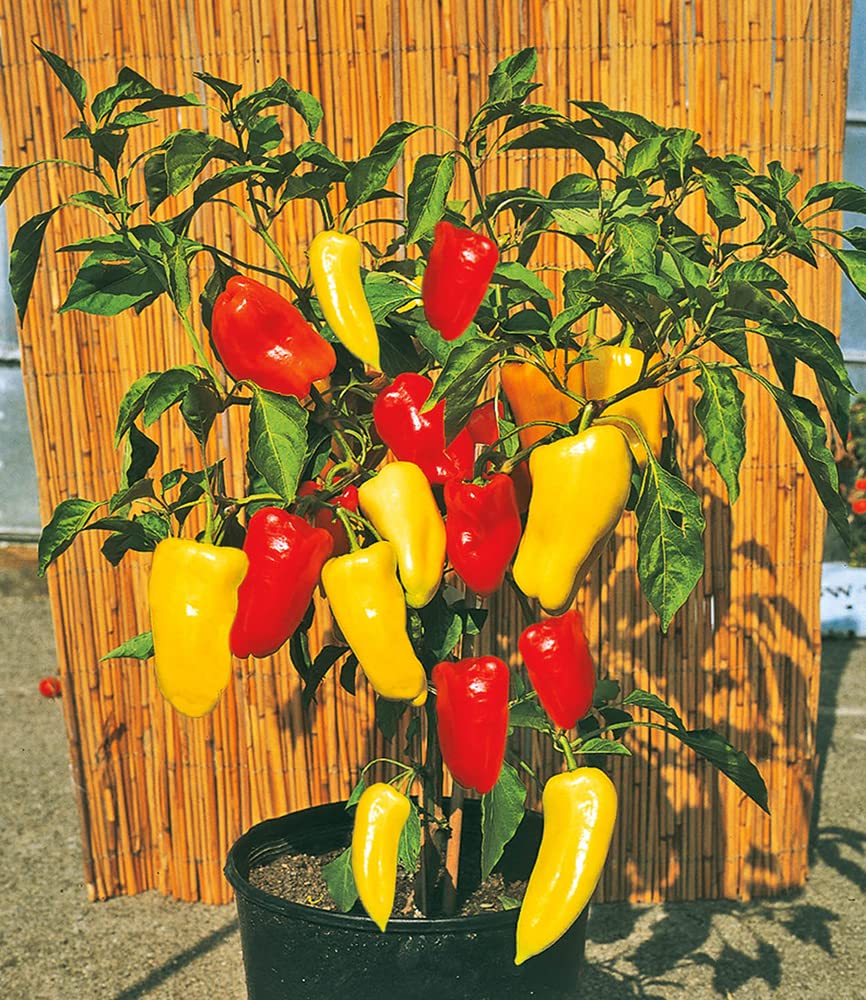 baldur-garten-4er-snack-gem-se-kollektion-gurke-tomate-paprika-10-5-cm-topf image 6