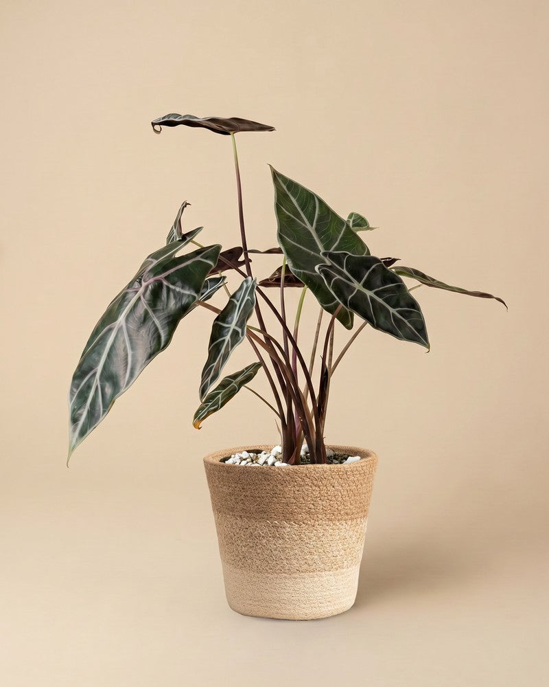 feey-alocasia-red-vein-rarit-t-hydropflanze image 8