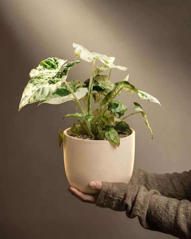 feey-alocasia-macrorrhiza-splash-zimmerpflanze-klein image 1