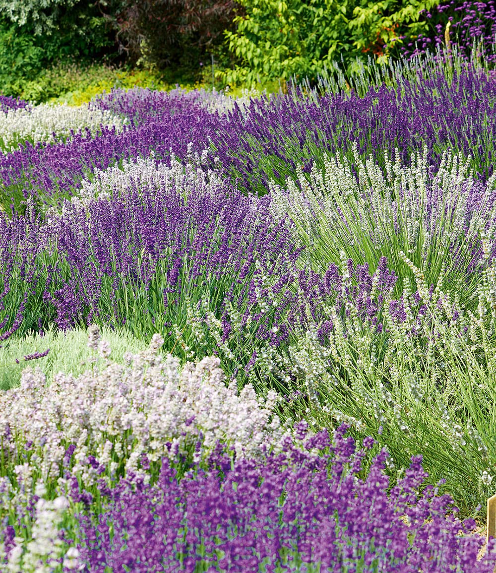 baldur-garten-duft-lavendel-rosa-3x-lavandula-angustifolia-im-9x9-cm-topf image 7