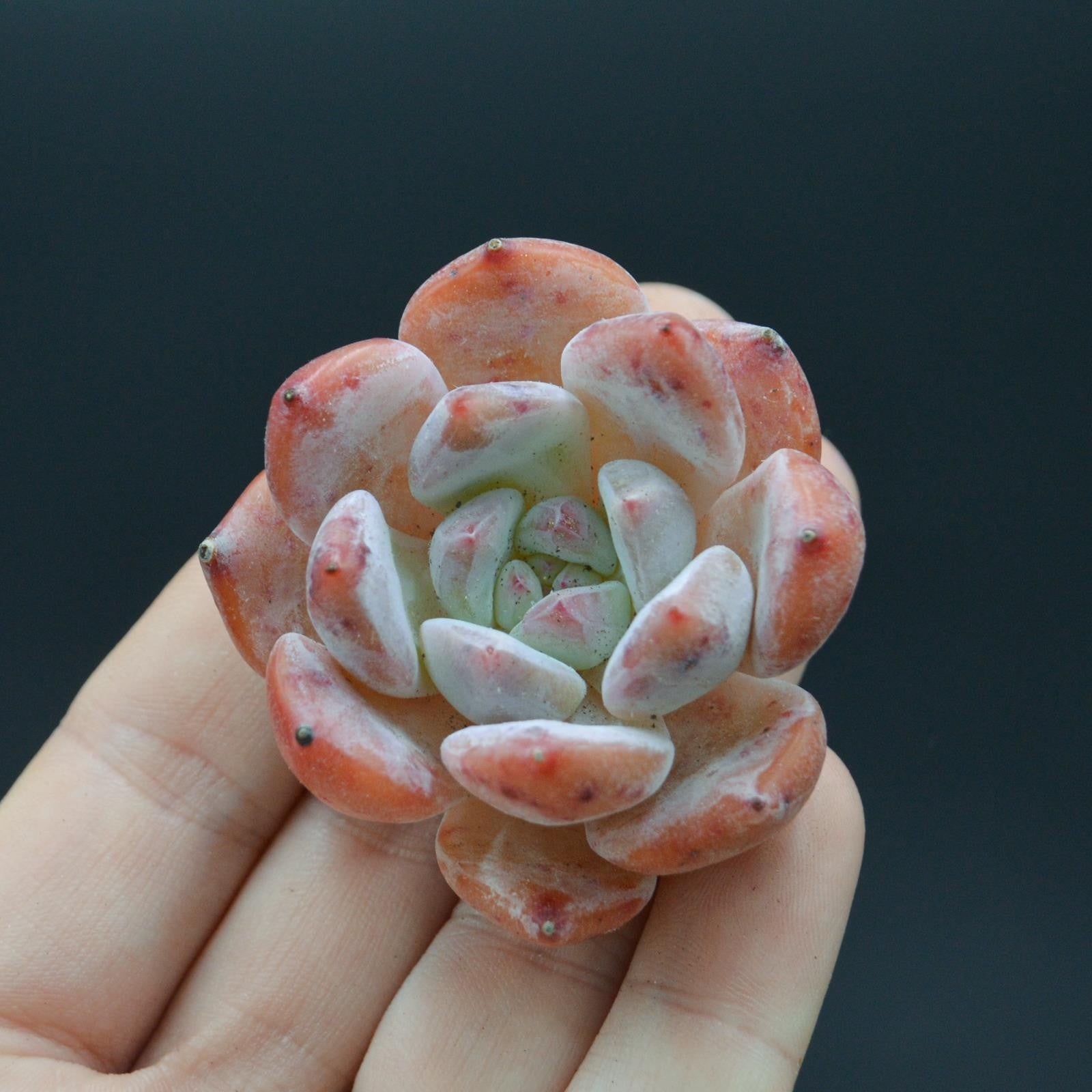 pasiora-echeveria-snow-peach-sukkulente image 1