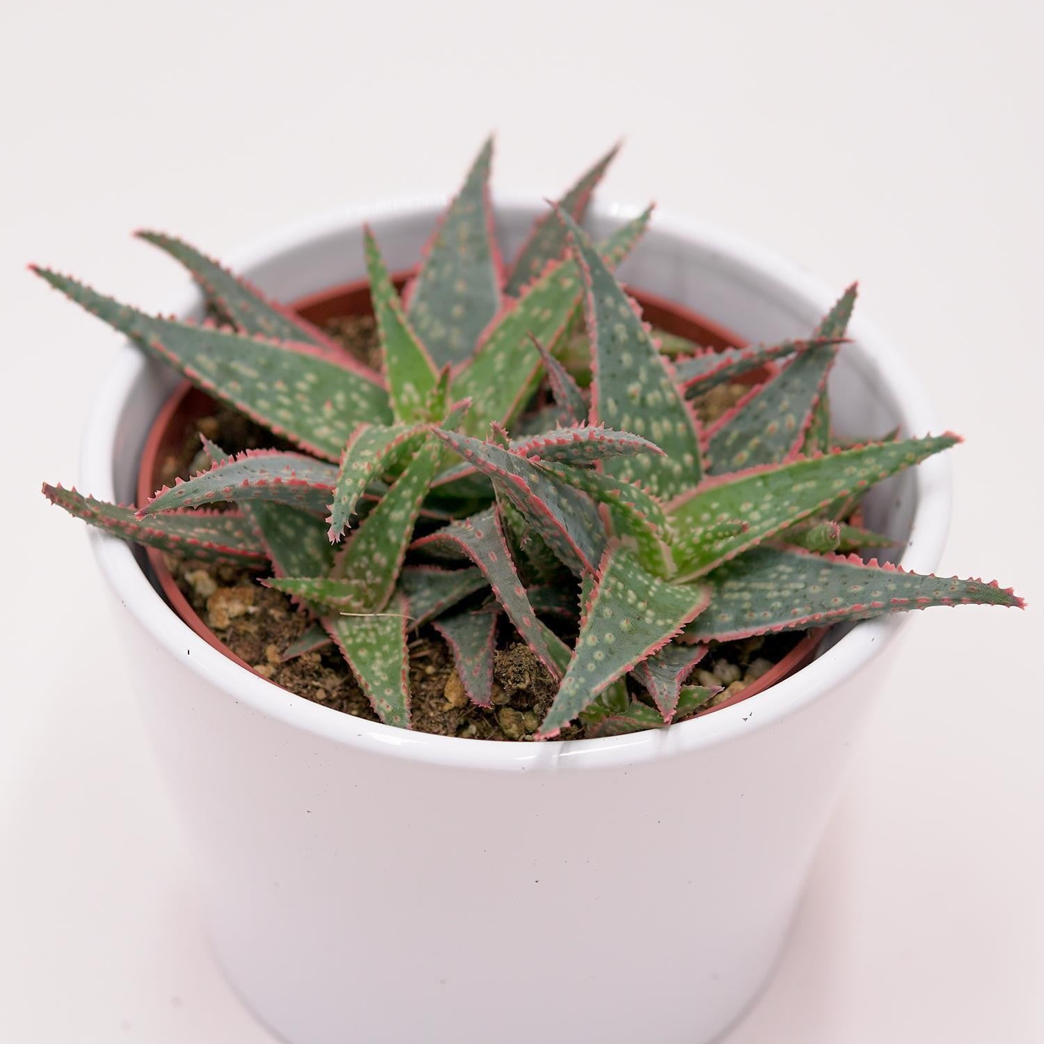 pasiora-aloe-red-shade-sukkulente-10-5cm-topf-rot-lila-rosette image 1