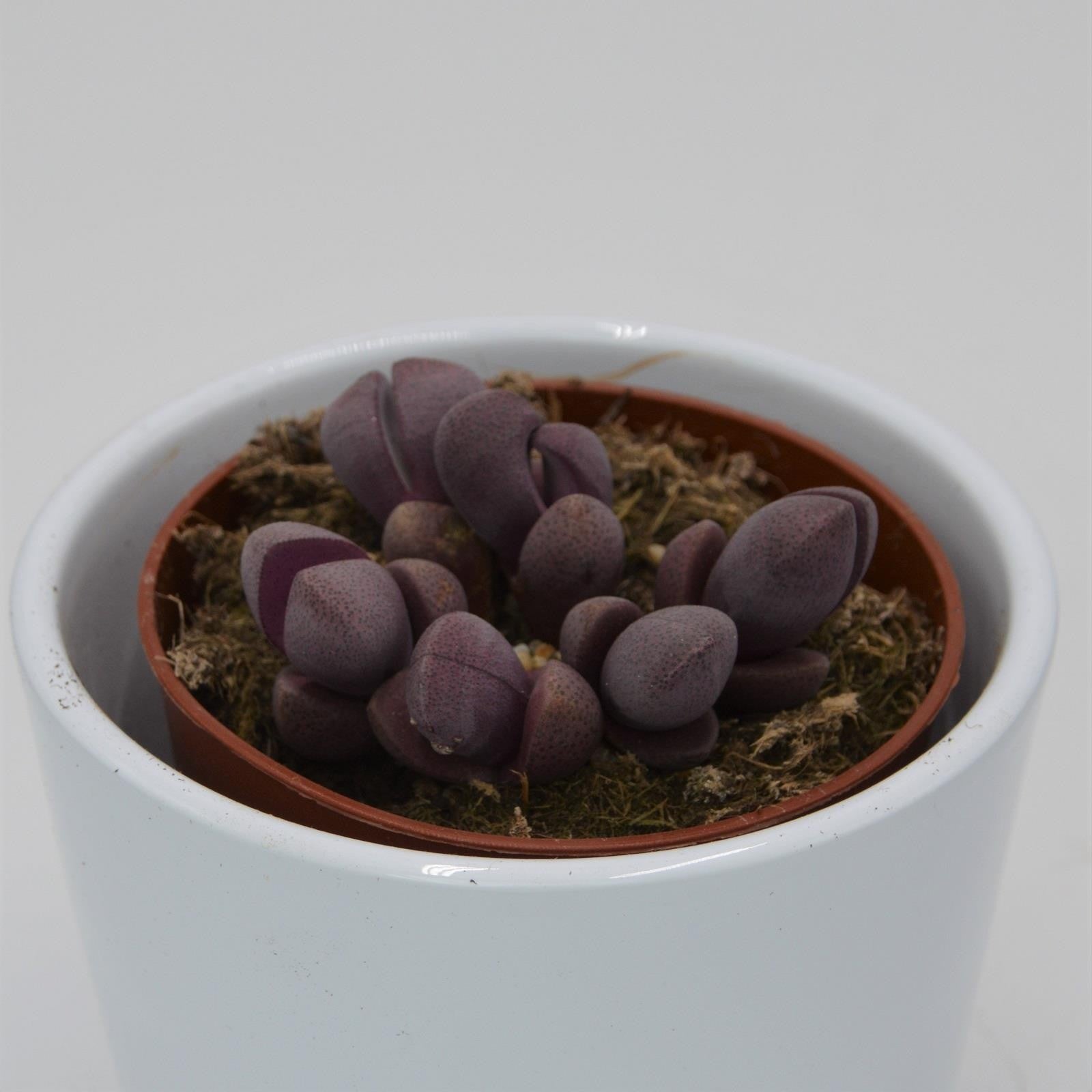 pasiora-pleiospilos-nelii-v-rubra-lebender-stein-8-5cm image 3