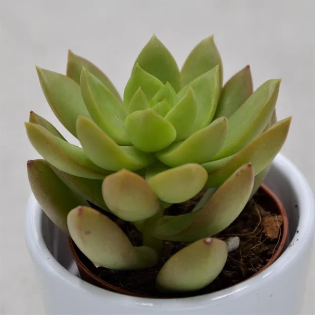 pasiora-sedum-adolphii-5-5cm-farbwechselnde-sukkulente image 1