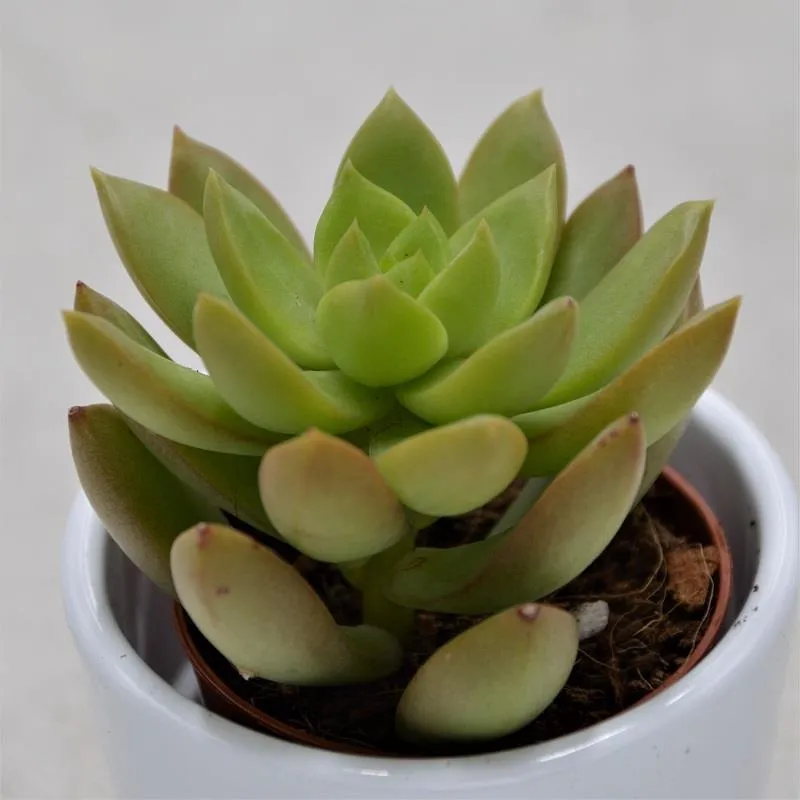 pasiora-sedum-adolphii-5-5cm-farbwechselnde-sukkulente image 1