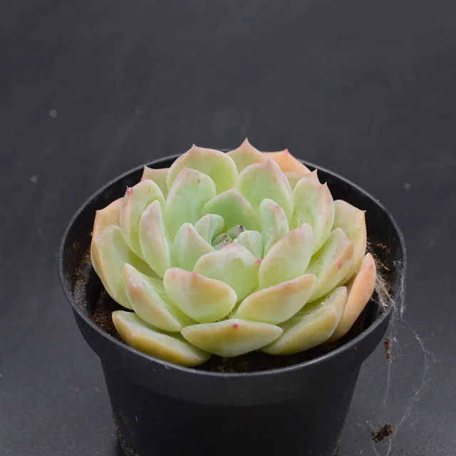 pasiora-echeveria-hyalina-hybrid-sukkulente-einzelst-ck image 1