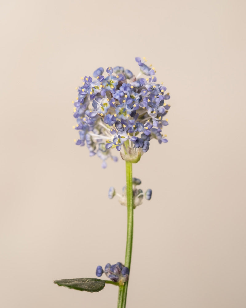 feey-blaue-s-ckelblume-ceanothus-victoria-immergr-n image 8