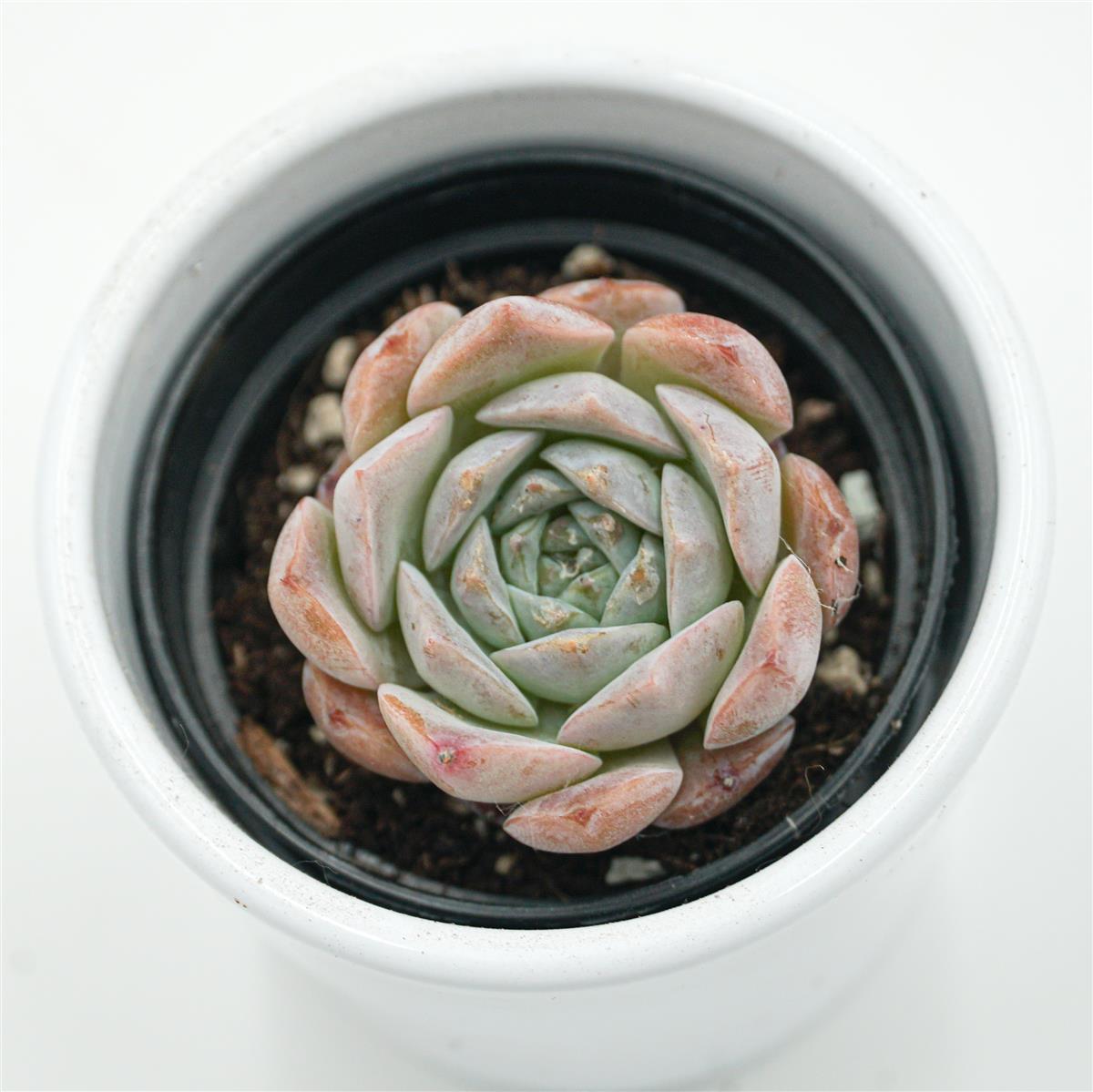 pasiora-echeveria-grace-surprise-sukkulente-im-6cm-topf image 1