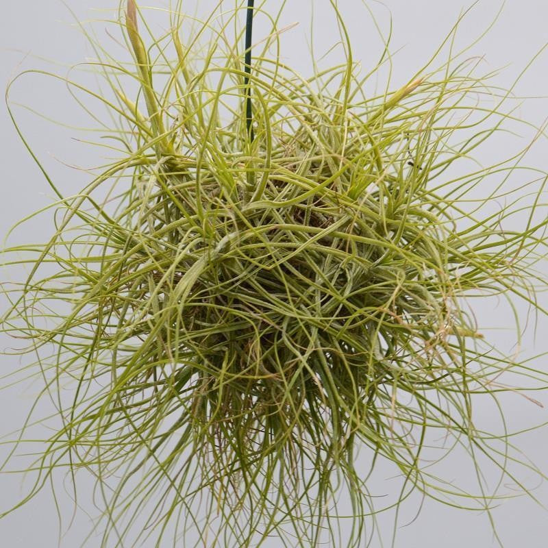 pasiora-tillandsia-schiedeana-ball-luftpflanze image 1
