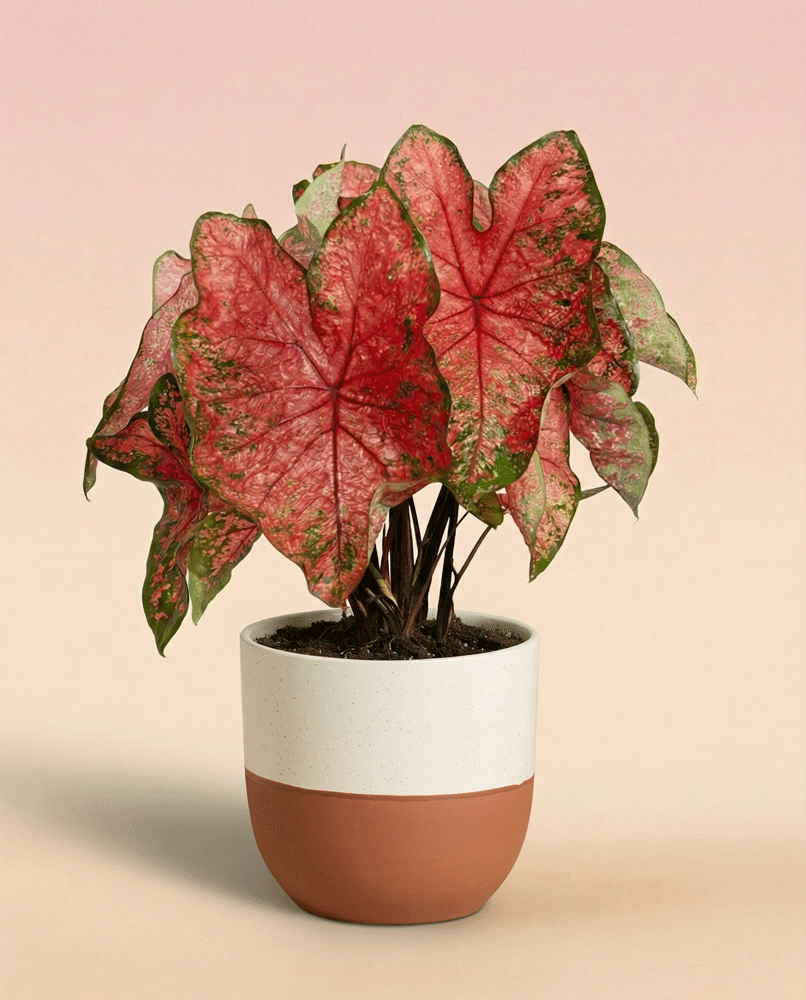 feey-caladium-lava-glow-zimmerpflanze image 5