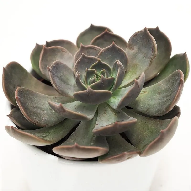 pasiora-echeveria-marrom-echeverie-sukkulente-10-5-cm-topf image 1