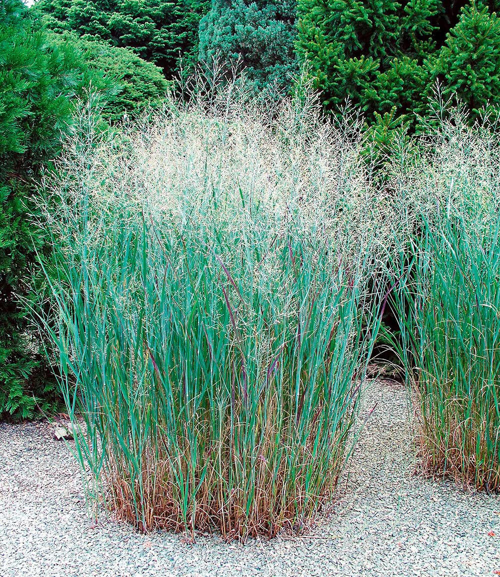 baldur-garten-9er-winterhartes-gr-serbeet-9-pflanzen-im-9x9-cm-topf image 6