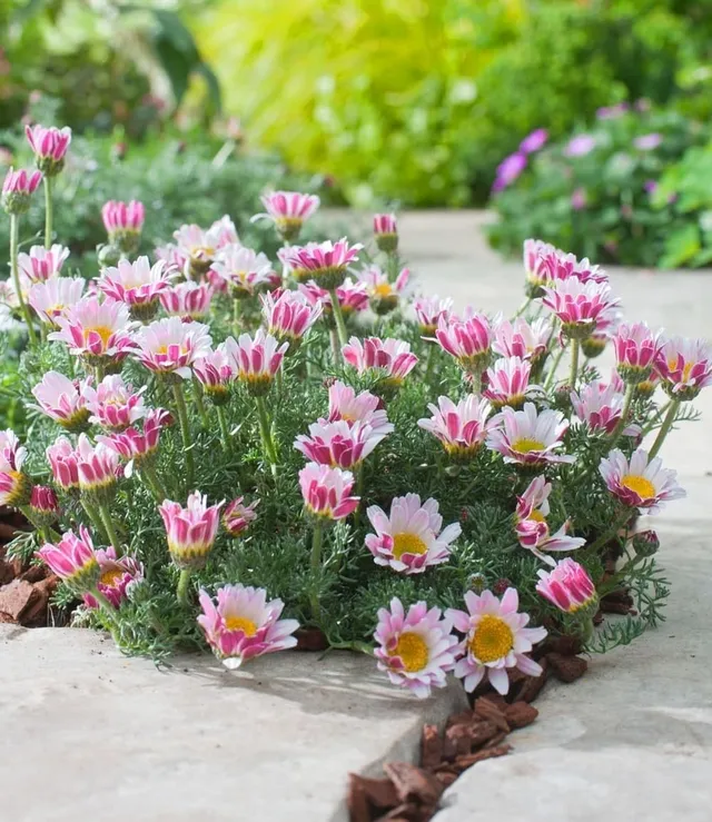 baldur-garten-6x-afrikanisches-ringk-rbchen-stauden-im-9x9-cm-topf image 1