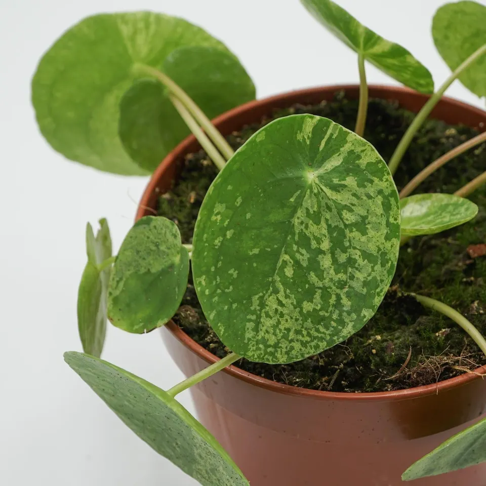 pasiora-pilea-peperomioides-mojito-chinesischer-geldbaum-13cm-topf image 1