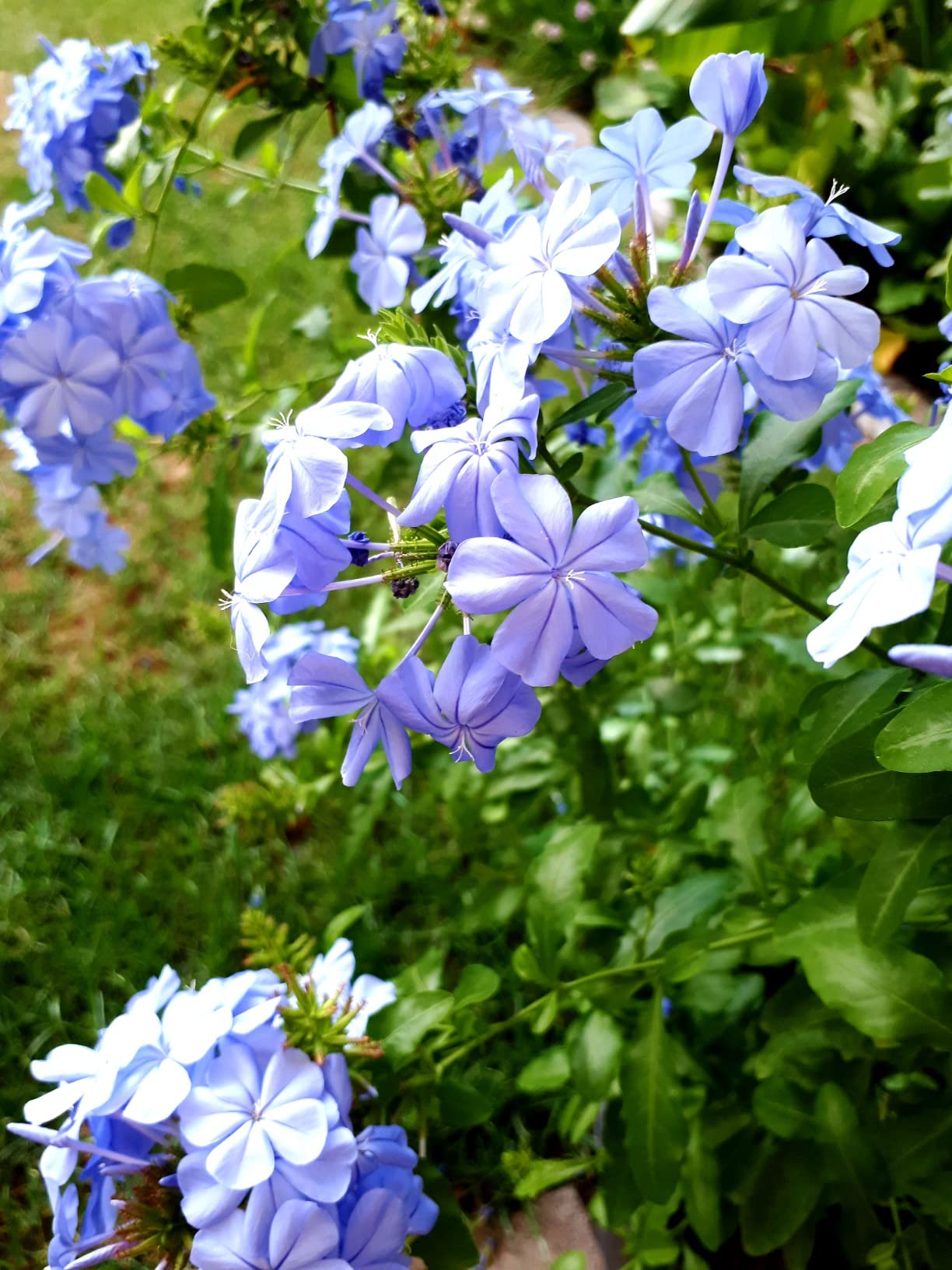 Blütenfarbe der Hammer