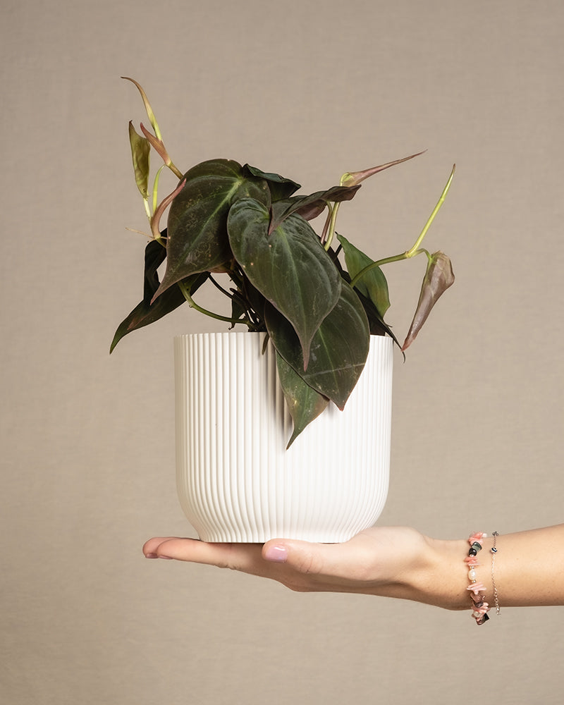 feey-philodendron-micans-h-ngepflanze-samtig image 1