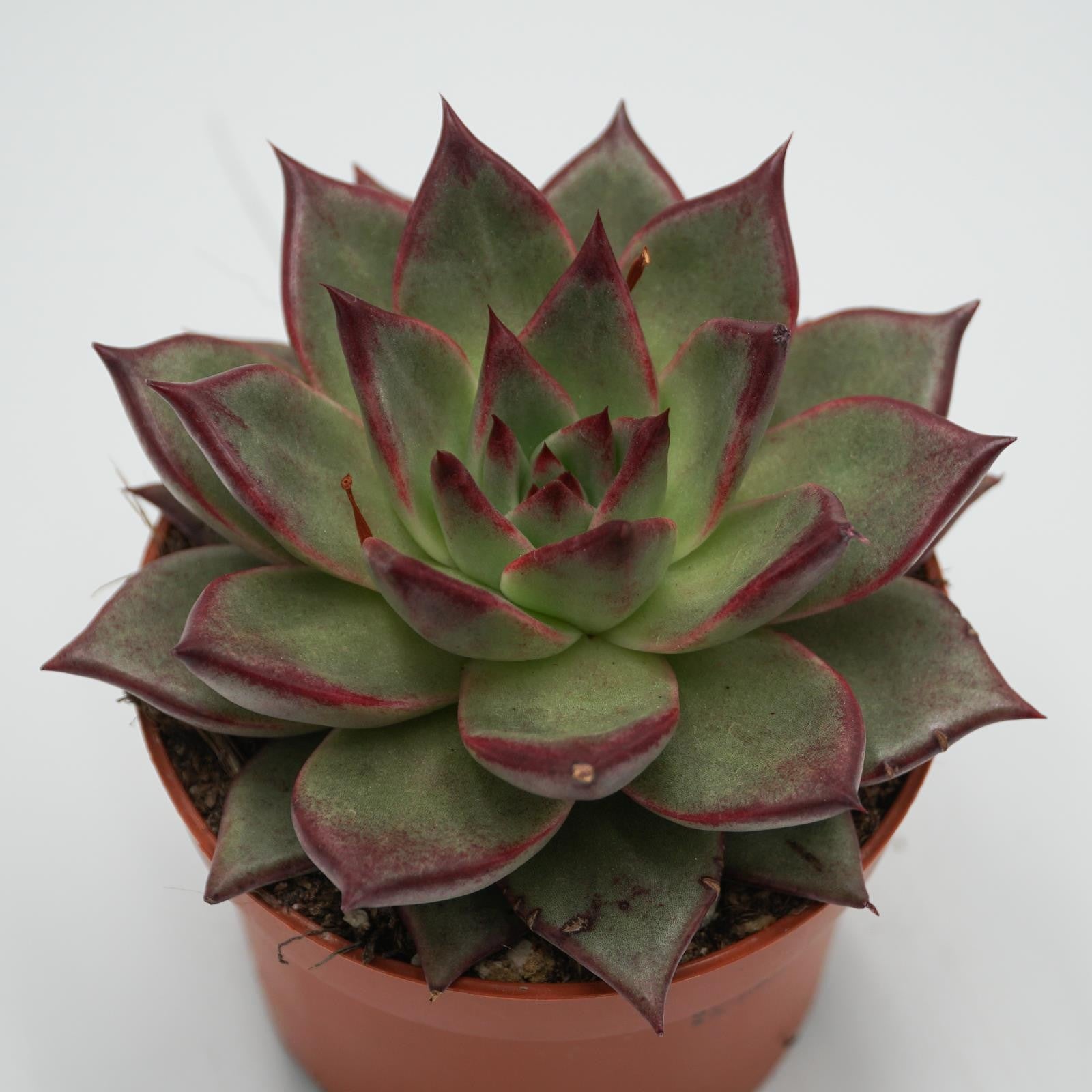 pasiora-echeveria-electra-sukkulente-10-5-cm-topf image 3