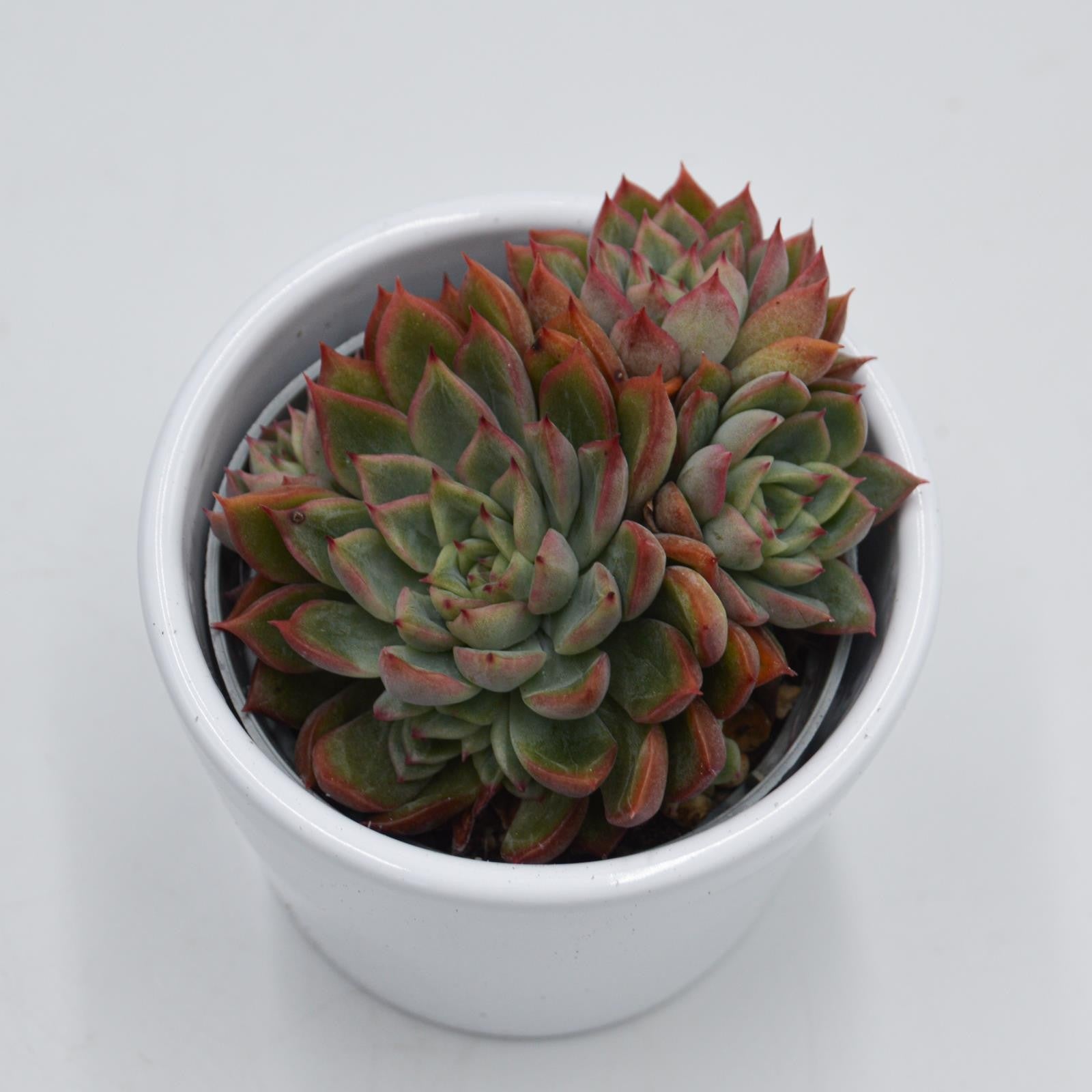 pasiora-echeveria-mebina-sukkulente-6cm-topf image 2