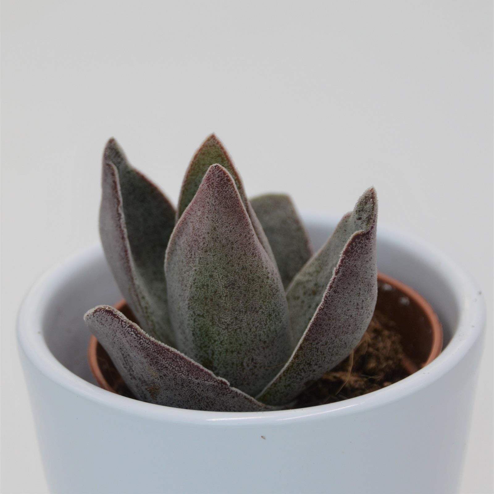 pasiora-crassula-garnet-lotus-sukkulente-im-5-5cm-topf image 2
