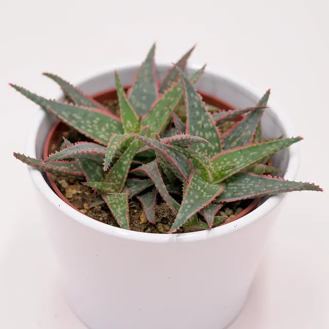 pasiora-aloe-red-shade-sukkulente-10-5cm-topf-rot-lila-rosette image 1