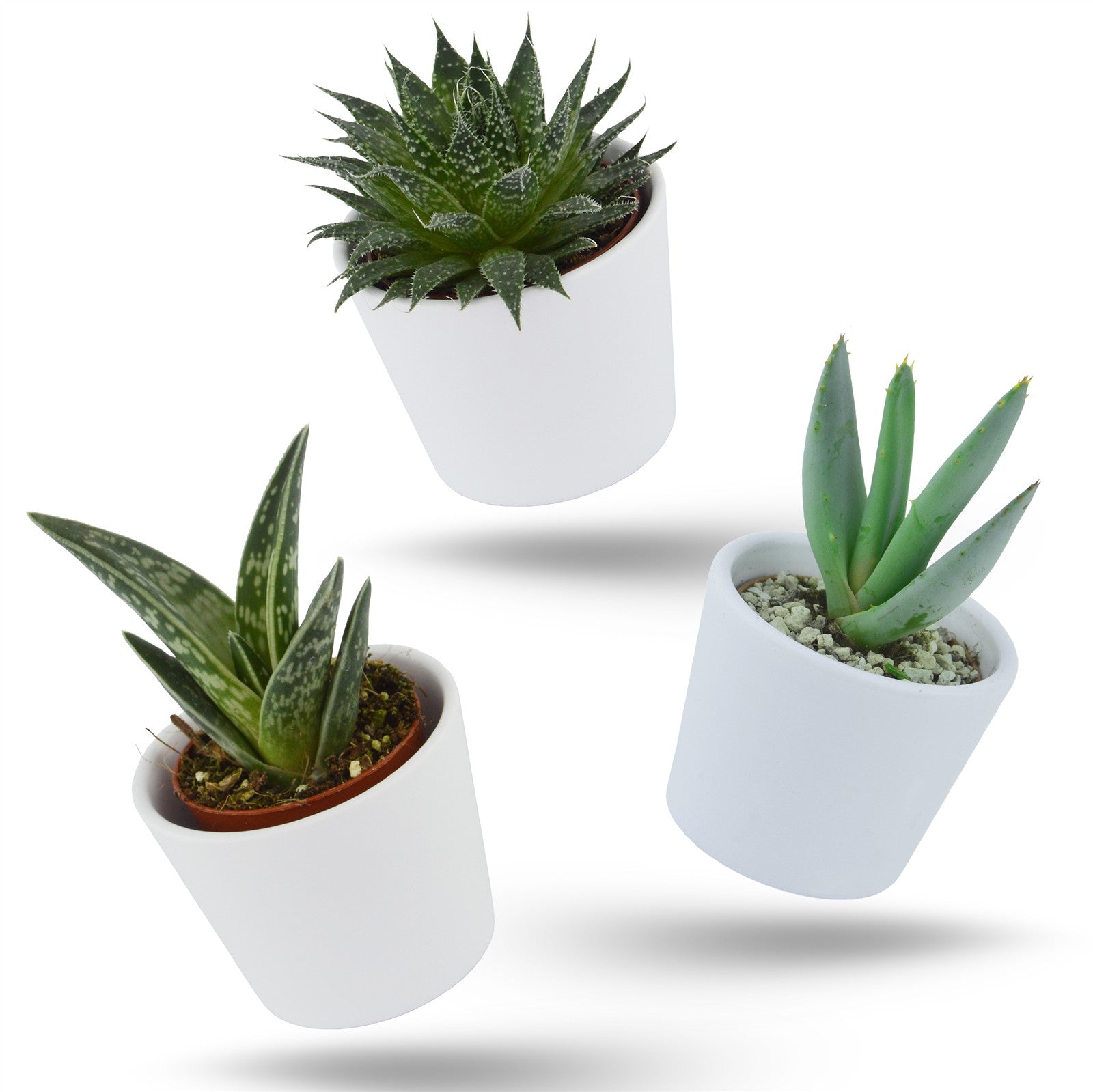 pasiora-aloha-aloe-3er-set-mini-aloen-6cm image 1