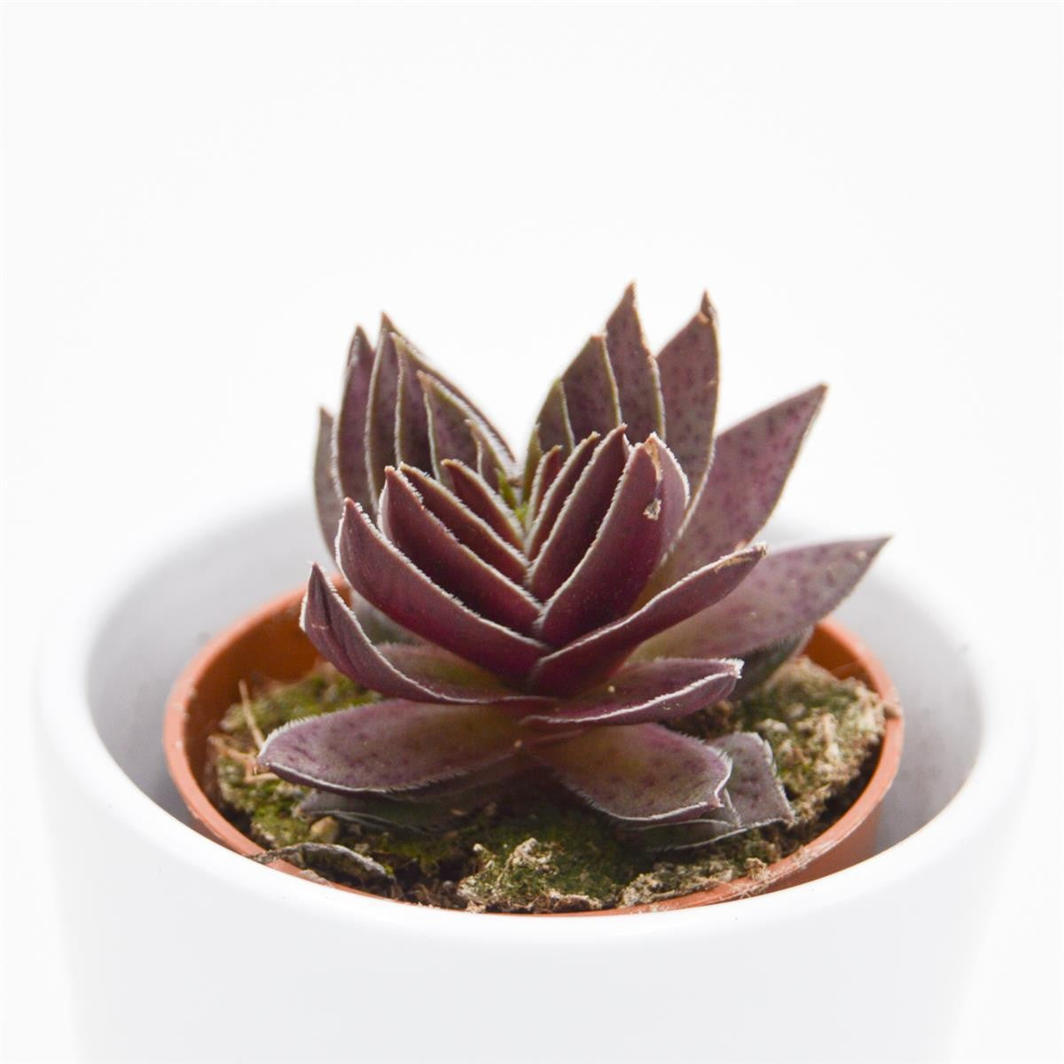 pasiora-crassula-corymbulosa-5-5cm-sukkulente image 2