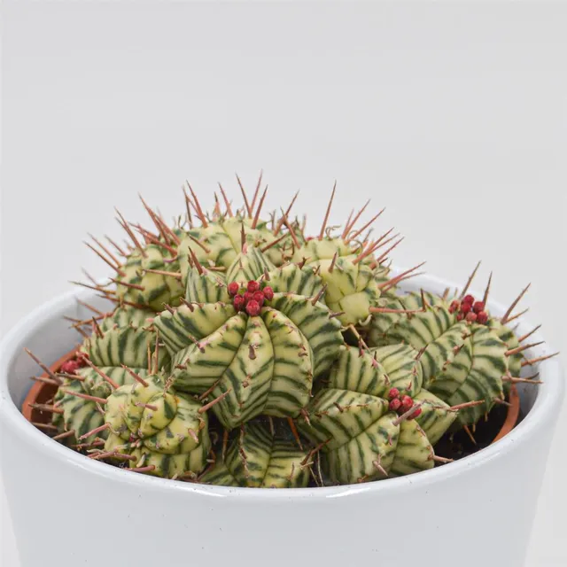 pasiora-euphorbia-meloformis-f-variegata-sukkulente-10-5cm image 1
