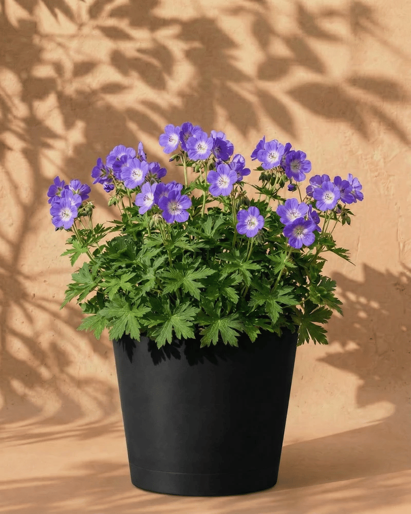 feey-geranium-blau-knollenpflanze-rhizome-f-r-garten-k-bel image 5