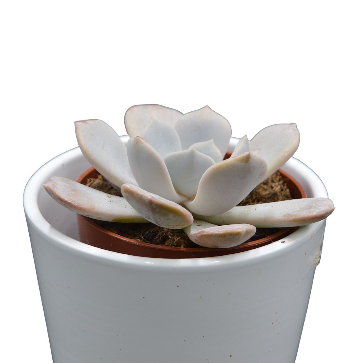 pasiora-x-pachyveria-asante-sana-sukkulente-8-5-cm-topf image 2