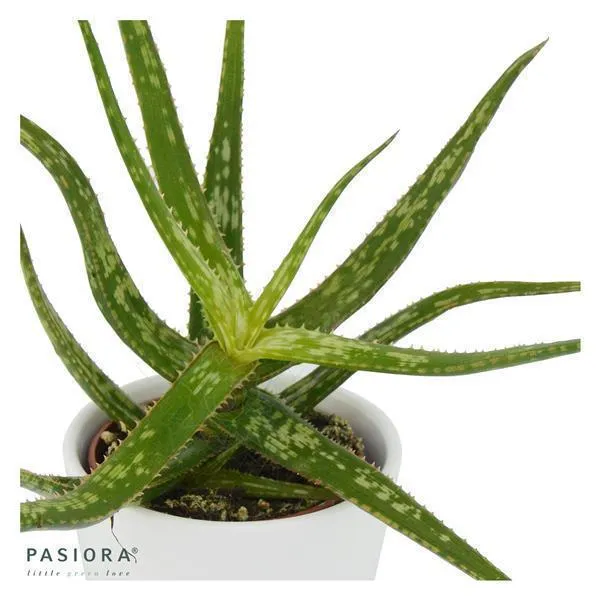 pasiora-aloe-bakeri-sukkulente-6cm-topf image 1