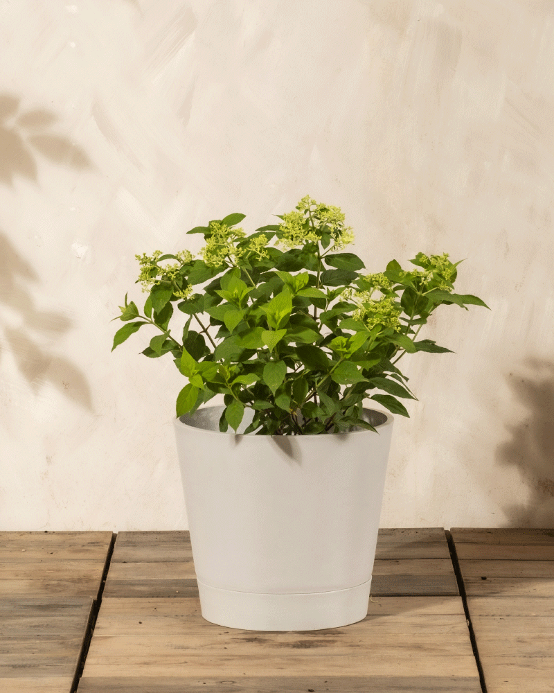 feey-gr-ne-rispenhortensie-little-lime-gartenpflanze image 4