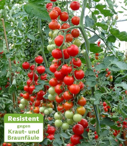baldur-garten-die-kleine-tomatenfabrik-consuelo-f1-im-10-5-cm-topf image 4