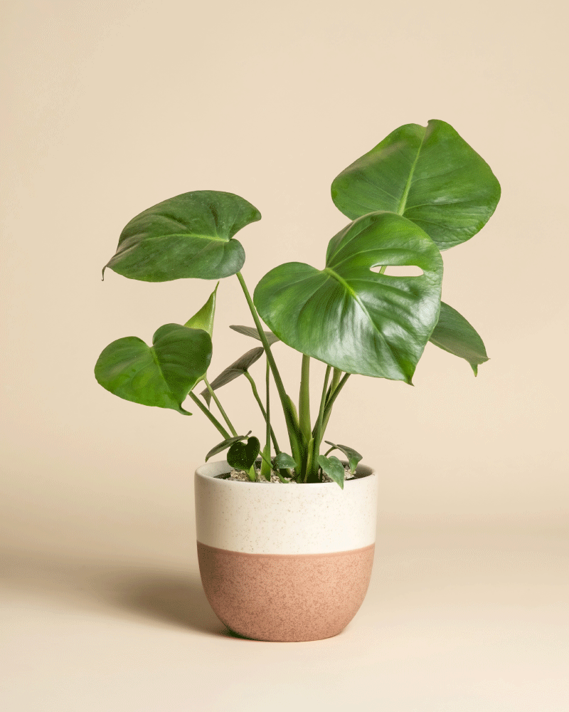 feey-monstera-deliciosa-zimmerpflanze-fensterblatt image 4