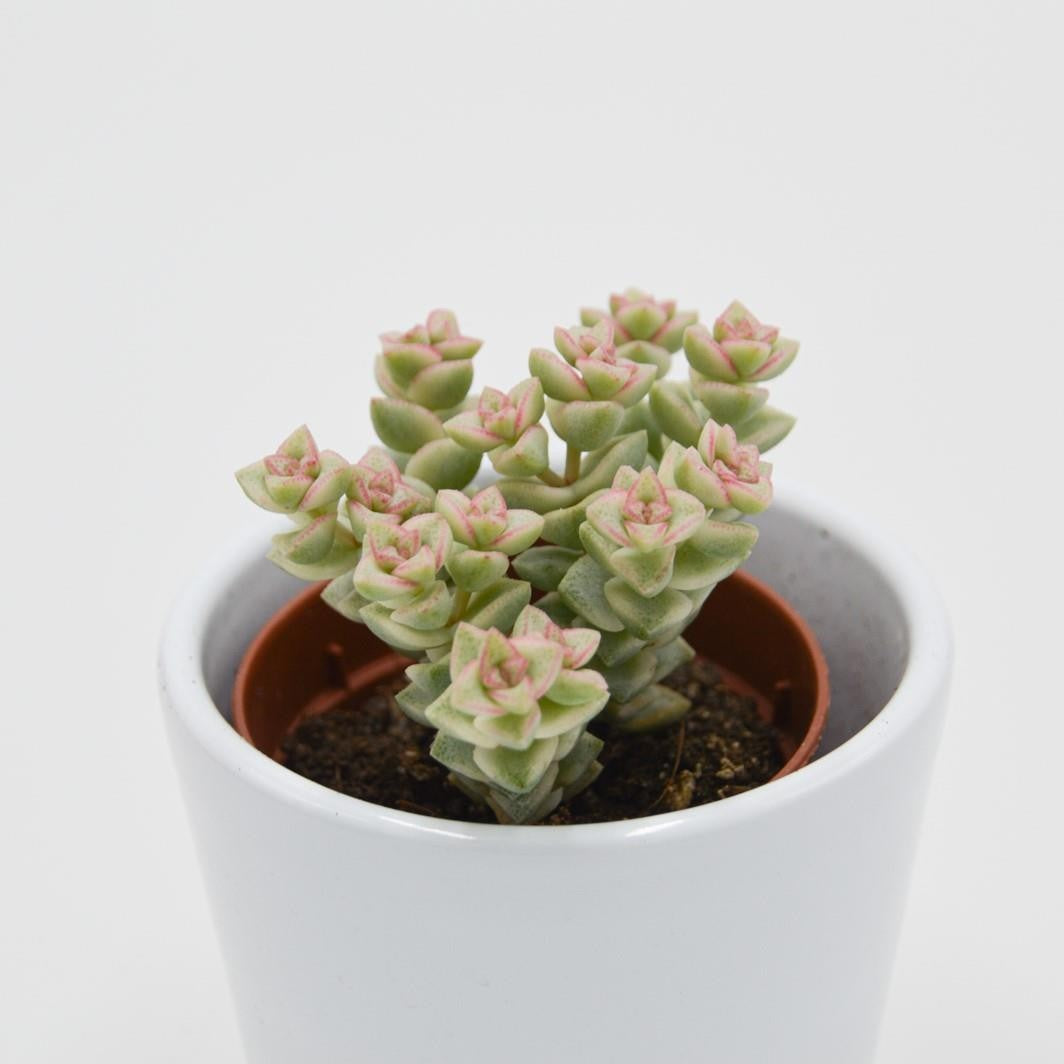 pasiora-crassula-tom-thumb-f-variegata-sukkulente-5-5-cm-topf image 2