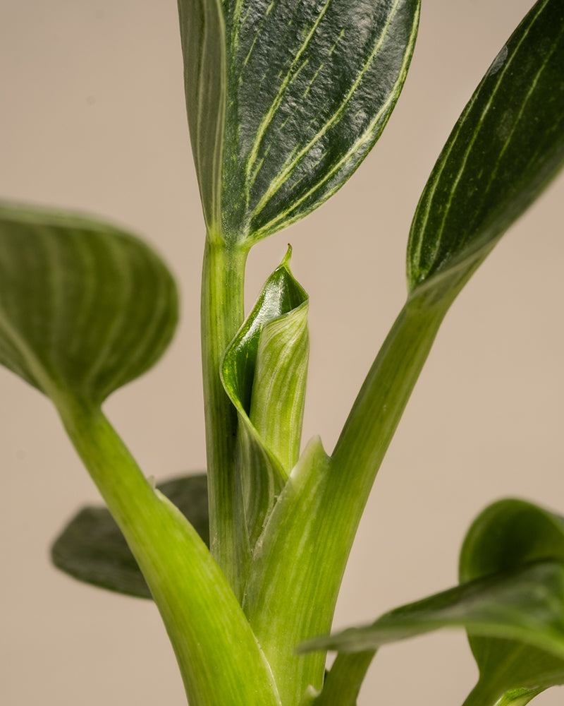 feey-babypflanzen-f-rs-badezimmer-3er-set-philodendron-white-measure-calathea-vi image 6
