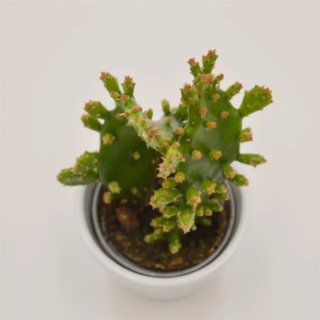 pasiora-opuntia-rufida-mini-kaktus-6-cm-topf image 1